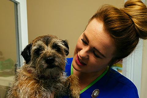 Overseas veterinary nurses - joining the UK Register 
