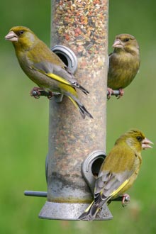 Greenfinches (photo supplied by Jill Pakenham, BTO)