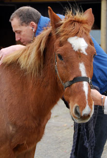 Veterinary surgeon examining horse