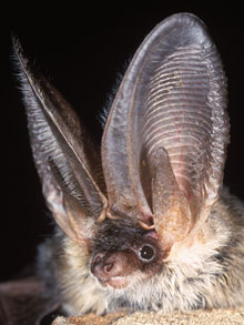 Grey long-eared bat (Photo: Hugh Clark / Bat Conservation Trust)