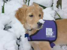 Dog in snow