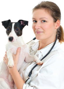 Vet with dog