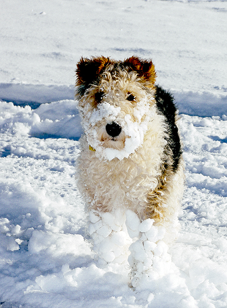 Dog in snow 