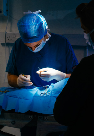 Veterinary surgeon in surgery