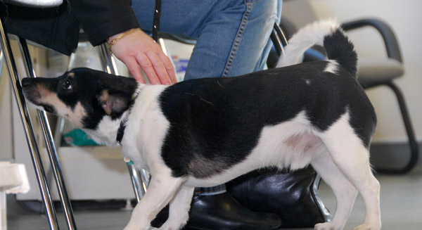 Animal owners concerns