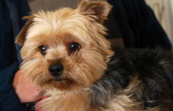 A dog