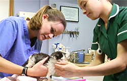 Veterinary surgeon working with veterinary nurse