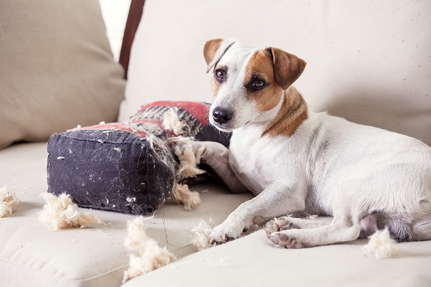 Jack Russell and chewed cushion