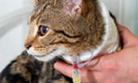 Kitten receiving specialist veterinary care