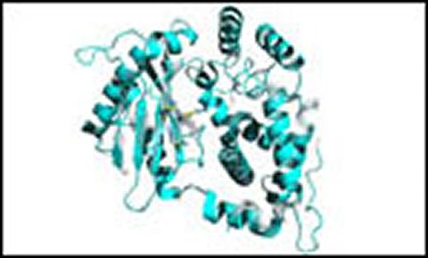 A protein coded by the squirrel pox genome (courtesy Alan Radford)