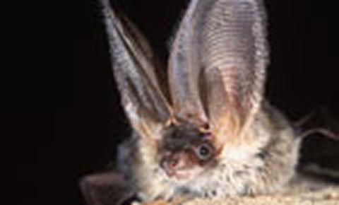 Grey long-eared bat (Photo: Hugh Clark / Bat Conservation Trust)