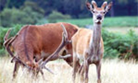 Image of deer