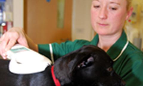 Veterinary nurse scanning a microchipped dog