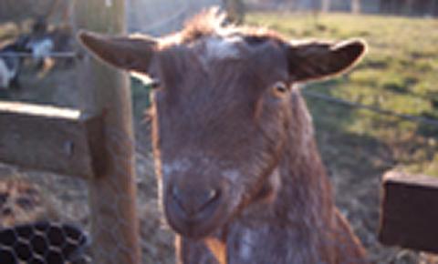 Goat disbudding