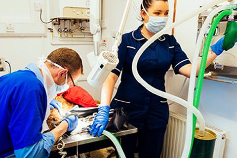 Veterinary Nurse assisting a surgeon in the operating room