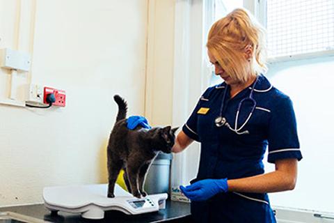 A veterinary nurse weighing a cat