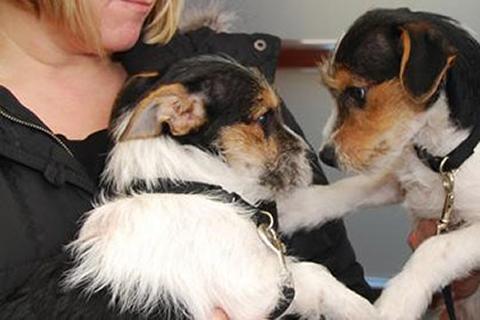 An owner holding two dogs