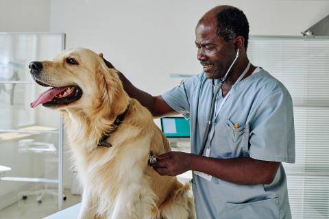 Black veterinary surgeon holding a stethoscope to a golden retriever's heart