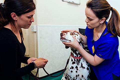 Vet examining a dog