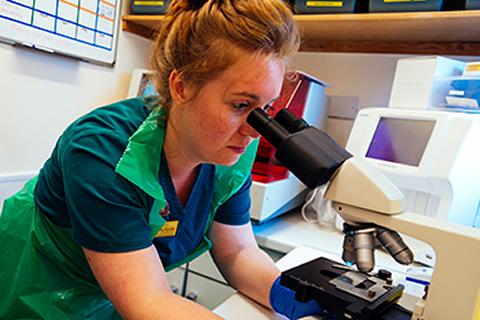 Veterinary nurse using microscope