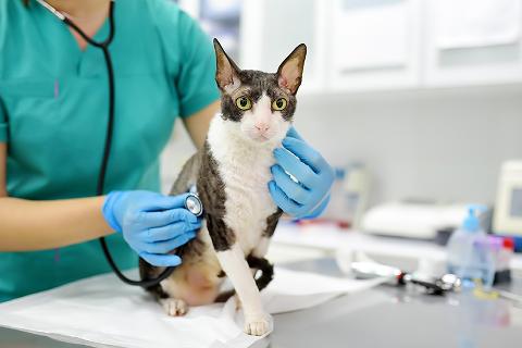 Image of a cat on a consultation table 