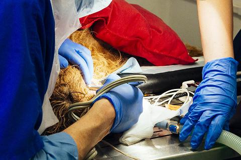 Veterinary surgeon performing dental procedure on dog 