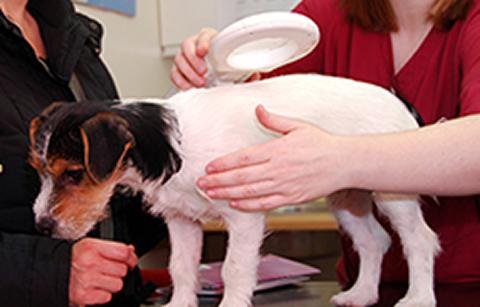 Dog being microchipped
