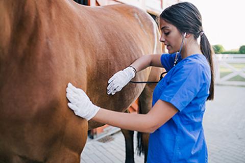 Female veterinary surgeon examining a horse 