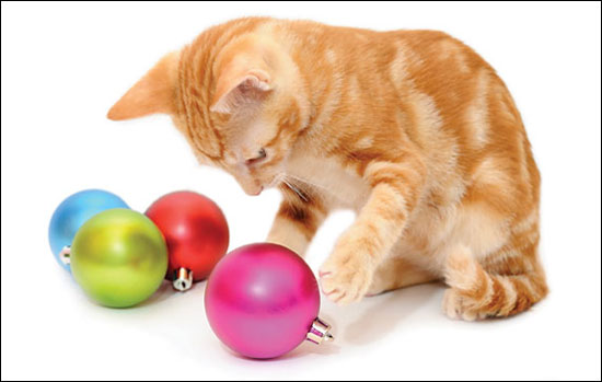 Image: kitten with baubles