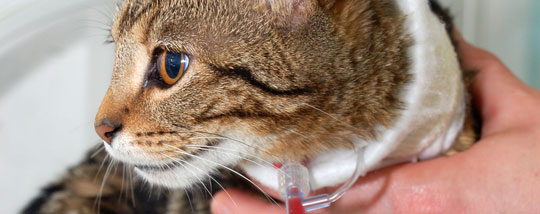 Kitten receiving specialist veterinary care