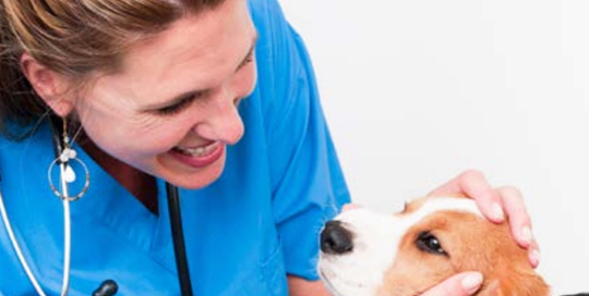 Vet examining dog