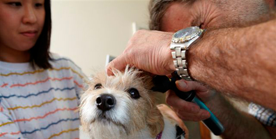 Vet inspecting dog