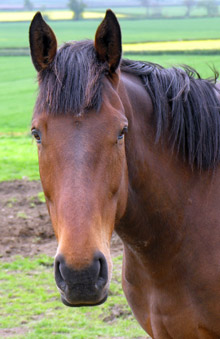 Horse in a field