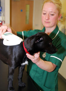Veterinary nurse with dog