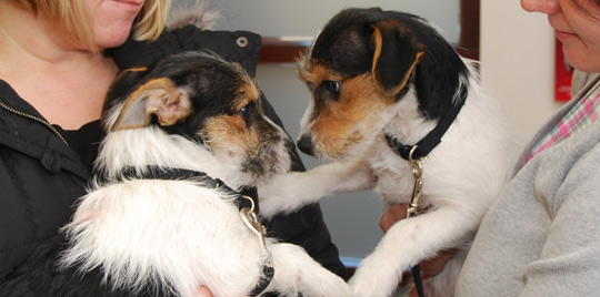 Canine patients in veterinary practice