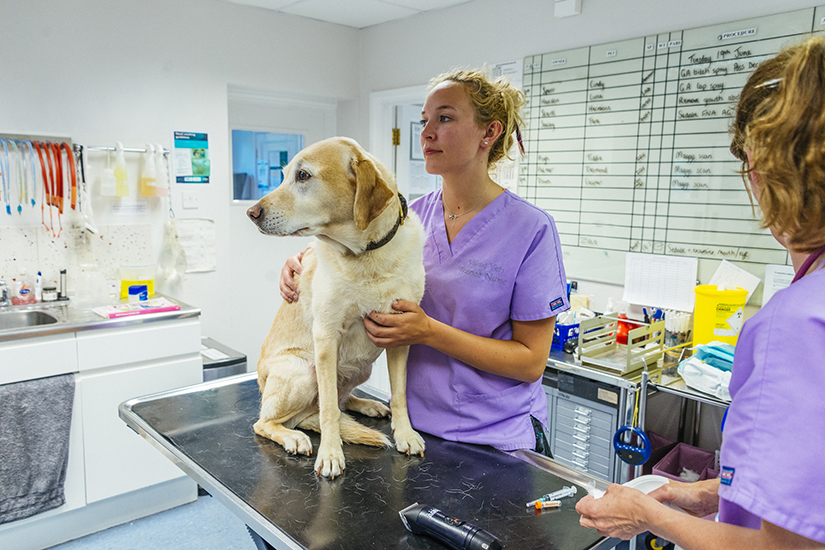 Veterinary nurse consultation with labrador 