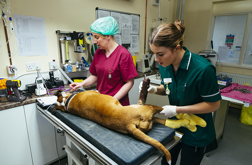 Veterinary nurses in clinical practice 
