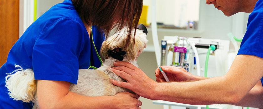 Clinical image of dog being treated 