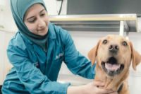 A female vet wearing a hijab with a labrador dog