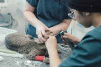 A young woman veterinarian with a headscarf treats a tabby cat