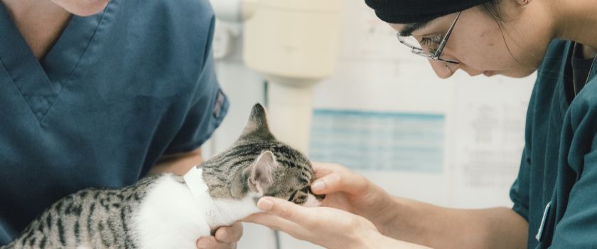 Female student vet wearing headscarf examines a black and white cat