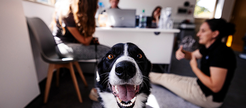Dog looking at camera with client consultation