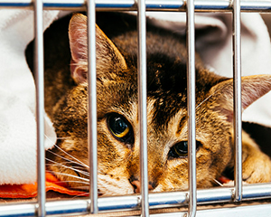 Cat in cage