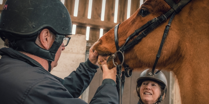 Two vets and a horse