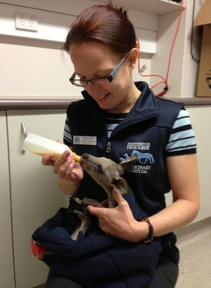 Angela Chapman RVN feeding a small joey