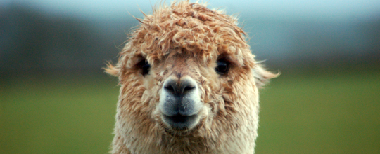 Image of alpaca