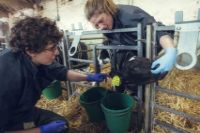 Two female vets treat black and white calf