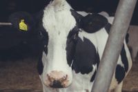 A black and white Friesian cow in a barn