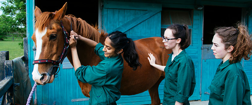 3 vet students and a horse