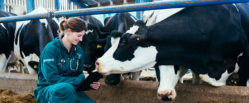 Student vet taking clipboard notes with cows 
